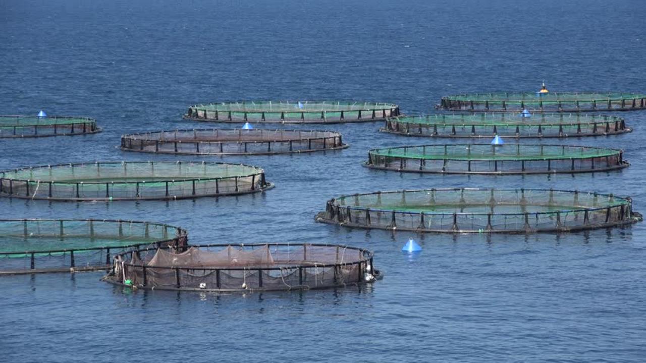 Manoeuvres de l'aquaculture et de la mariculture