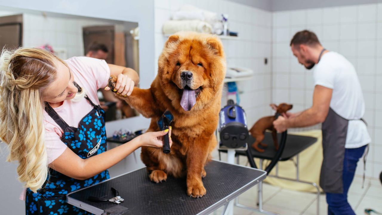 Soigneurs d'animaux et travailleurs en soins des animaux