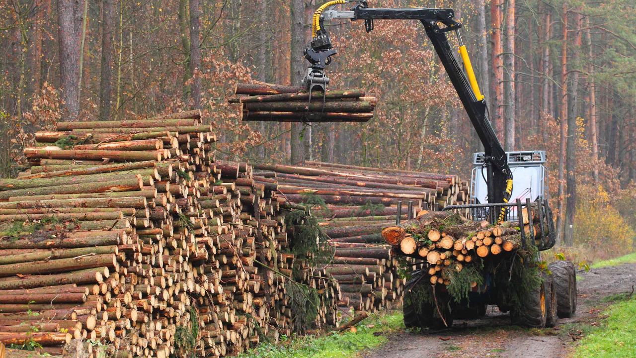 Manoeuvres de l'exploitation forestière