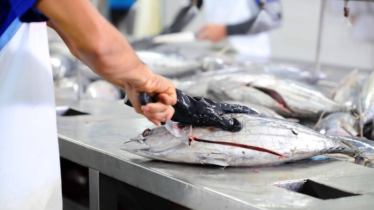 Ouvrières dans les usines de transformation du poisson et de fruits de mer