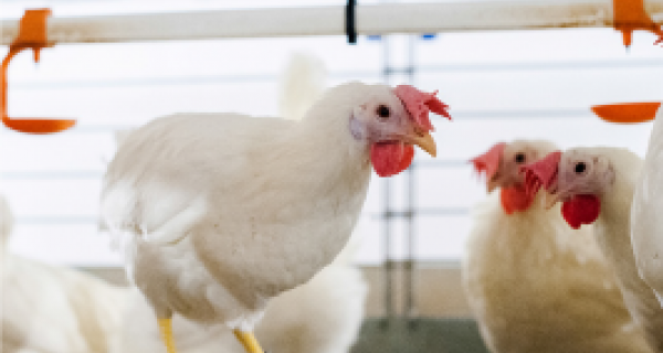 Logements pour poulets