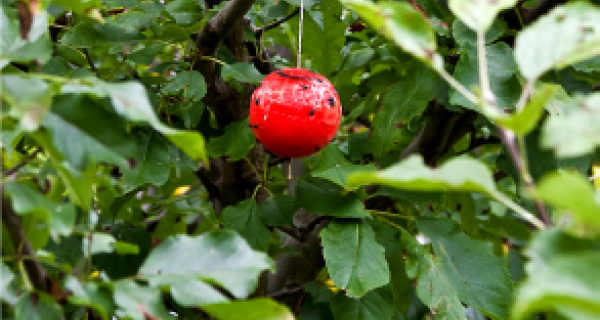 Gestion des ravageurs dans l'agriculture biologique