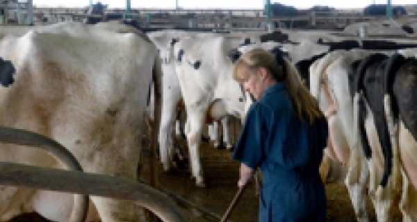 Le mythe des fermes industrielles