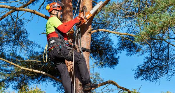 Professions en foresterie en vedette